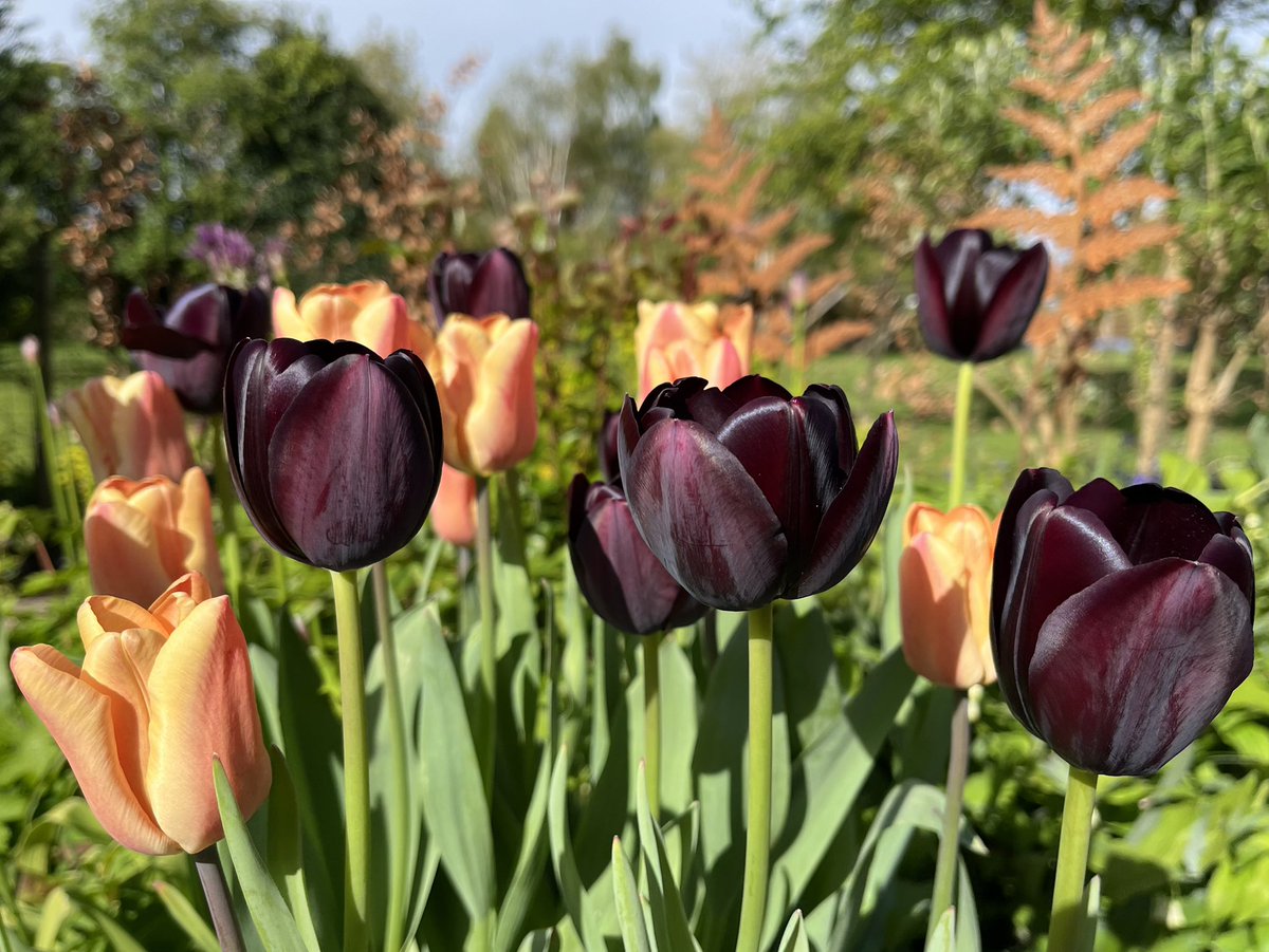 ‘Queen of the Night’ and ‘Apricot Foxx’  💚 Night and Day combination from @FarmerGracy  
#TulipsTuesday #inmygarden