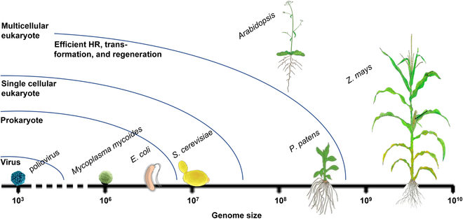 Hortres's tweet image. Using DNA synthesis, viral and microbial genomes can be engineered. 🌱 #SyntheticGenomics #PlantEngineering
Details:spj.science.org/doi/10.34133/b…