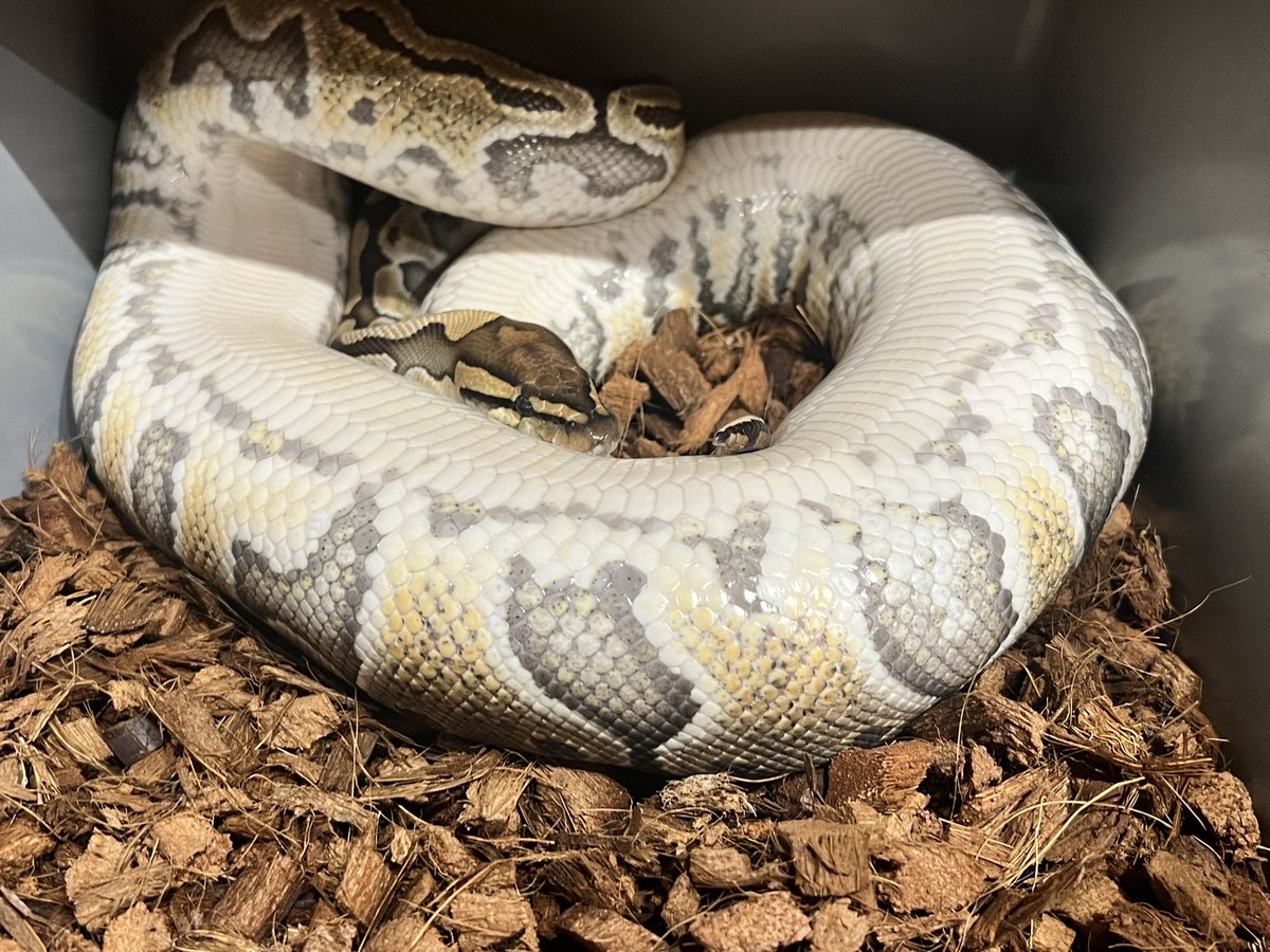 A little longer
 It looks like we'll have a different combo than last year

#ballpython #ballpythons #ballpythonclown #ballpythonbreed #ballpythonbreeder #ballpythonbreeding #ballpythonmorph #clownproject #ボールパイソン