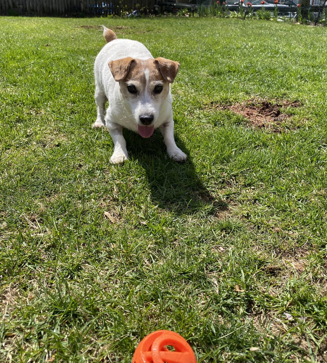 Happy #TOT frens!!! Hope you are ready for fun! 😄💖🐾 #focus #ballislife #TuesdayFeeling #dogsofX #jackrusselllife