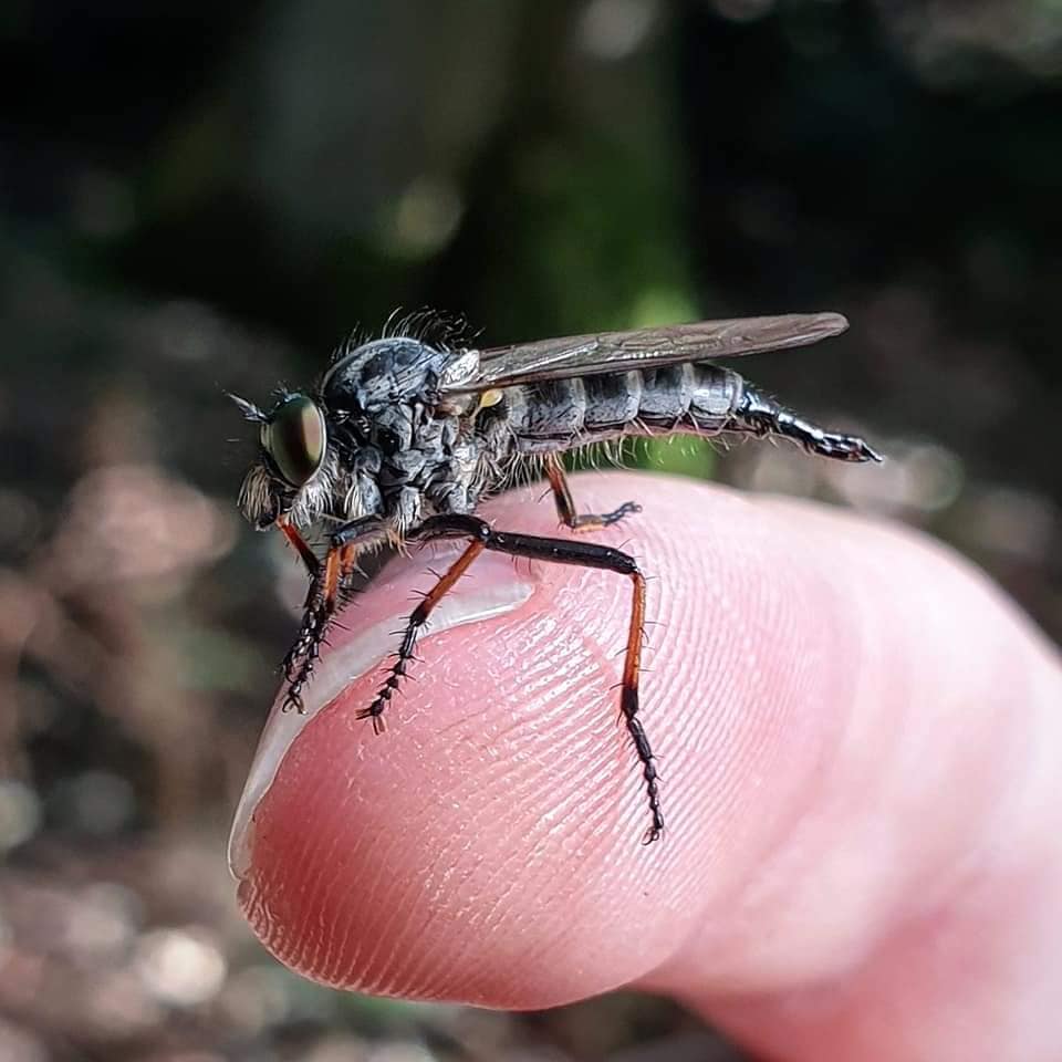 There are four species of robberfly recorded in Ireland. These include: Dune Robberfly (philonicus albiceps), Irish Robberfly (Machimus cowini), Common Awl Robberfly (Neoitamus cyanurus) and Dioctria baumhaueri was recorded in 2015. maps.biodiversityireland.ie/Dataset/383 #WorldRobberflyDay