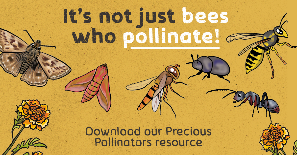 Bees are much-loved, but did you know that beetles, moths and wasps are all pollinators too? 🪲 Appreciate all of our precious pollinators this #PlantAndShare month 🌻 fflgettogethers.org/media/d13j5krh…