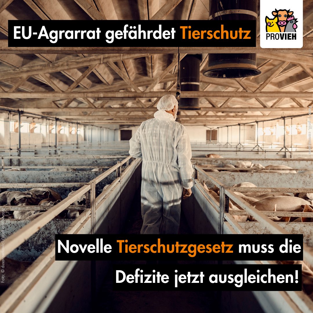 🚨 Europäischer Agrarrat wirft #Tierschutz in #Landwirtschaft zurück! Betroffen: 25% der deutschen Höfe & 13% der #Tiere! Das bedeutet: Jedes 8. #Nutztier ist künftig schlechter geschützt!🐷🐮Darum: Ausgleich durch Novelle #Tierschutzgesetz!

Mehr Infos: provieh.de/2024/04/rolle-…