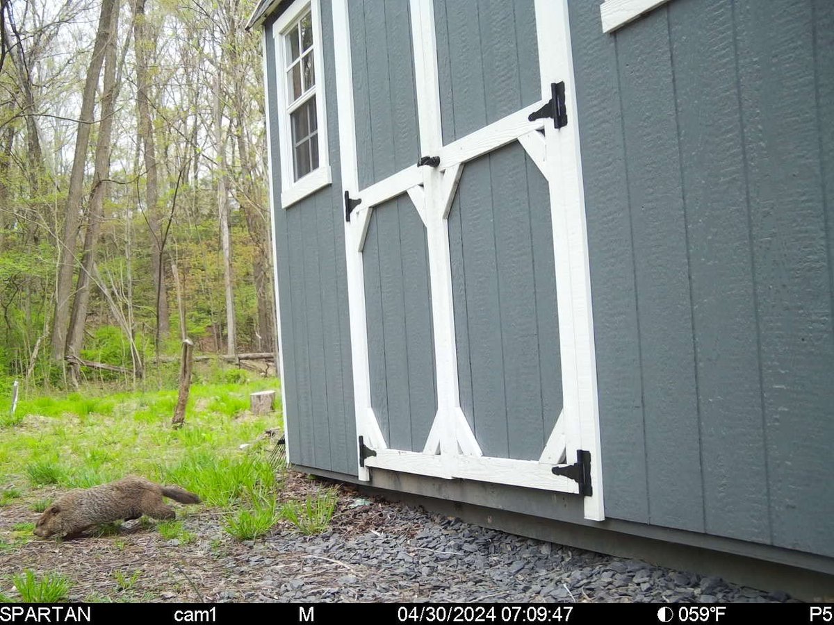This woodchuck showed up by the wooden shed at #OurWawar just so I can tweet this pic with 'how much wood would a woodchuck chuck if a woodchuck could chuck wood?' 😂