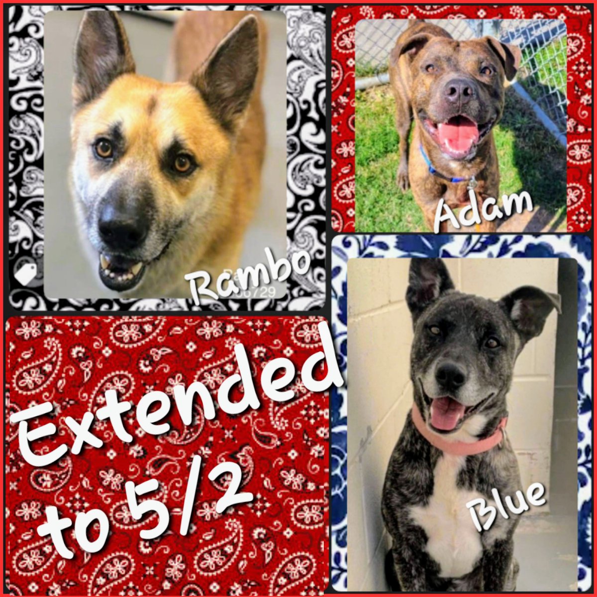 🚨 NEWS FLASH 🚨

DEAD DOGS WALKING Extension Given to 5/2 👇 
🐕RAMBO #A366729
🐕BLUE  #A356578
🐕ADAM #A366707  

Please PLEDGE here for Urgent ResQ 🙏 These precious souls are at
📧ccacsrescues@cctexas.com 📞 361-826-4630