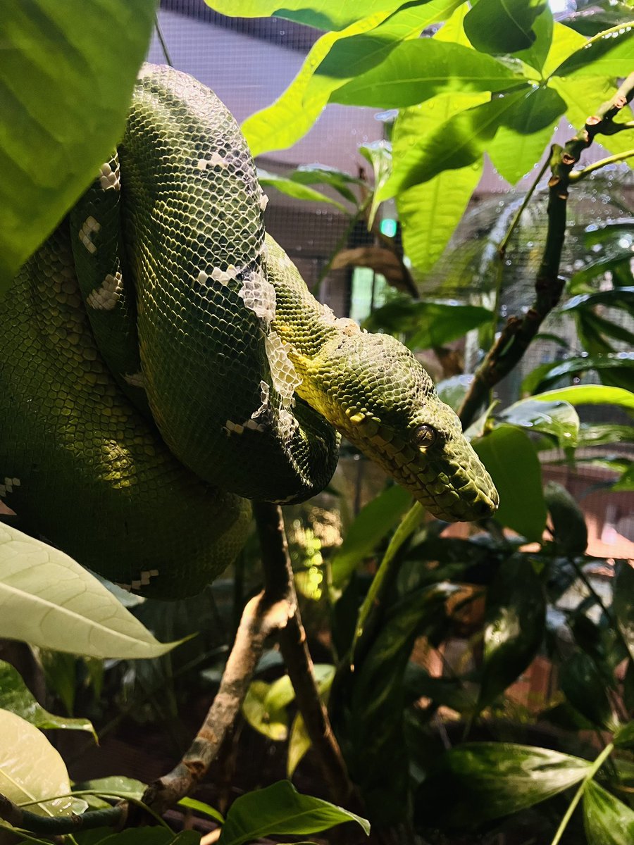 かみね動物園のはちゅウるい館
楽しすぎた
Instagramにもっと写真載せてます！