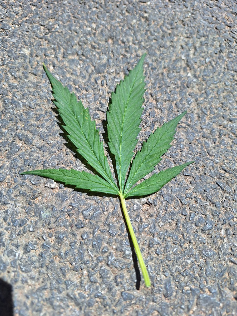 Je rêve ou c'est du cannabis planté en pleine rue? 😄😄😄