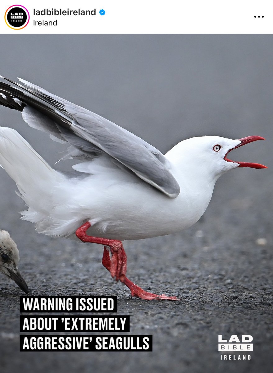 Classic. Couldn’t even use an image of a gull species that actually occurs in Ireland. So much misinformation out there about gulls despite the fact that some of them are amber listed and are a threatened species in Ireland.