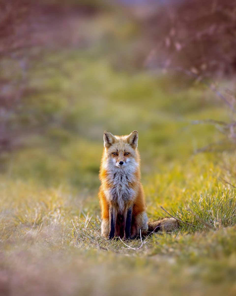 Spring evenings with my neighbour