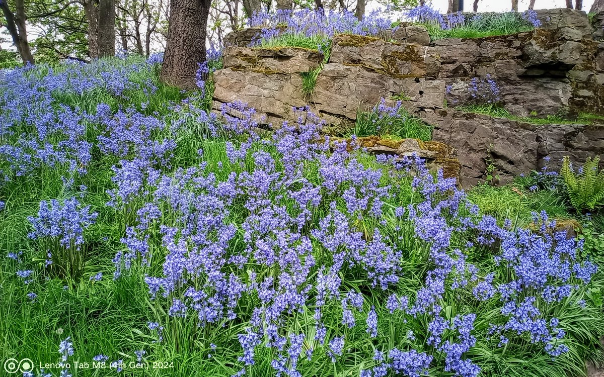 #beautiful #BlueBell banks in #AshtonGardens #StAnnesOnSea #FabulousFylde  #walkies 🐾 with #Poppy 🐾 #wellbeing #tuesdayvibe