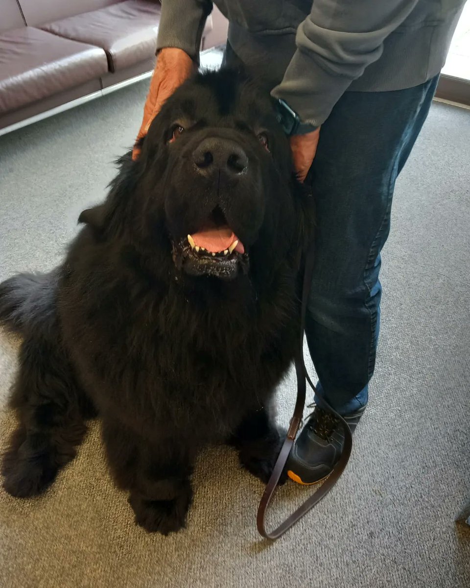 We're thrilled to be joined by the Essex Therapy Dogs! Providing wellbeing support throughout the summer term, our furry friends can be found in the foyer of the Albert Sloman Library 11am - 2pm on alternating Tuesdays & Thursdays. More pawsome info: bit.ly/44kpCxq