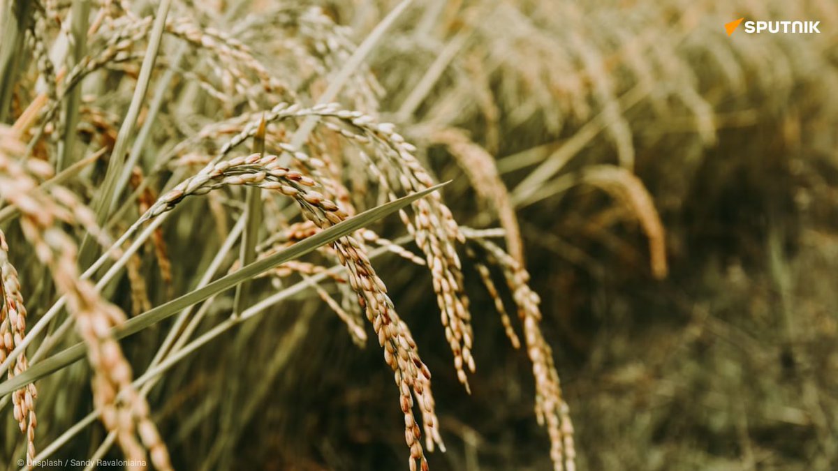 Le Sénégal donne un coup d’envoi à un projet de 3 millions de dollars pour stimuler la production de semences de riz pluvial  L’initiative sera mise en œuvre en partenariat avec l’Agence japonaise de la coopération internationale (JICA), relate l’agence Ecofin.

 Elle s’étale sur…