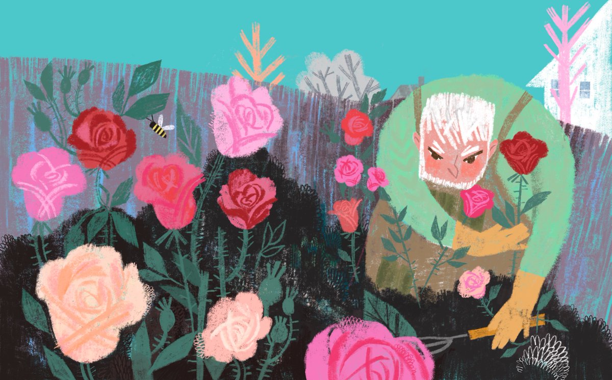 Even this grumpy gardener by Kate Cosgrove @K8_Cosgrove can’t help but fall in love with his prize roses. 🌹 Check out this artist's #portfolio 👉 childrensillustrators.com/katecosgrove/p… #kidlitart