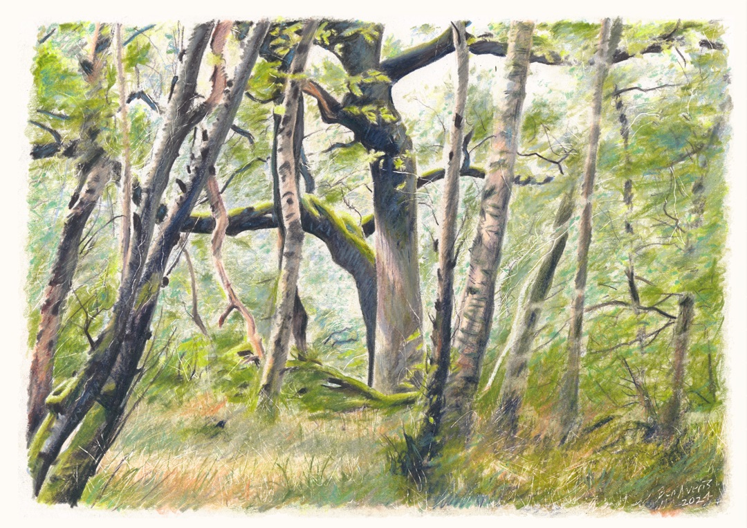 A very recent and rather sketchy-looking coloured pencil drawing of a scene in Calder Wood, West Lothian, Scotland. #thicktrunktuesday