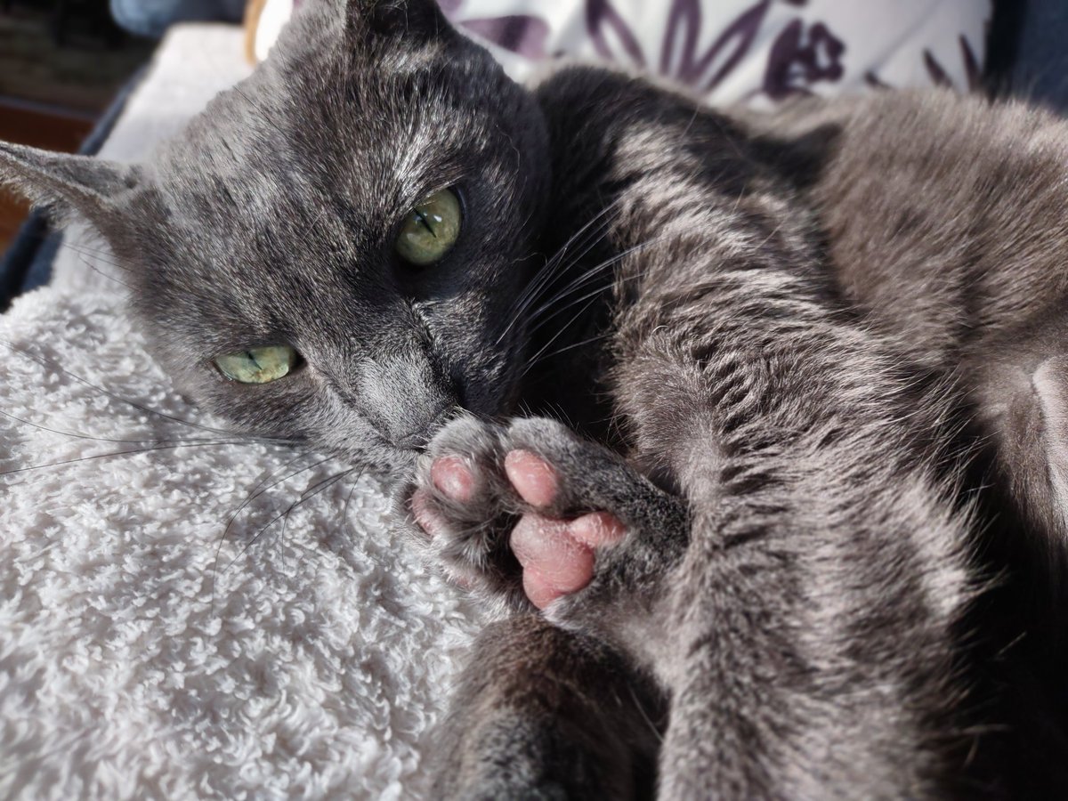 Mommy still trying to get's a #TongueOutTuesday photo of Benita🙄 In the meantime, I's will give's youse a #ToeBeanTuesday 🐾😸 Have a great day everybody!😽💕💖