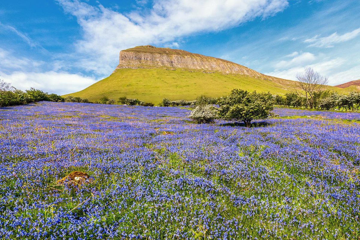 #Benbulben is set to have another bluebell takeover soon. 🏞️ Get lost in a sea of blue at the foot of one of a #Sligo icon but don't forget the camera to capture a keepsake 📸 Tap for more 📲 bit.ly/3xLQRVz 📸 garethwrayphotography [IG] #KeepDiscovering