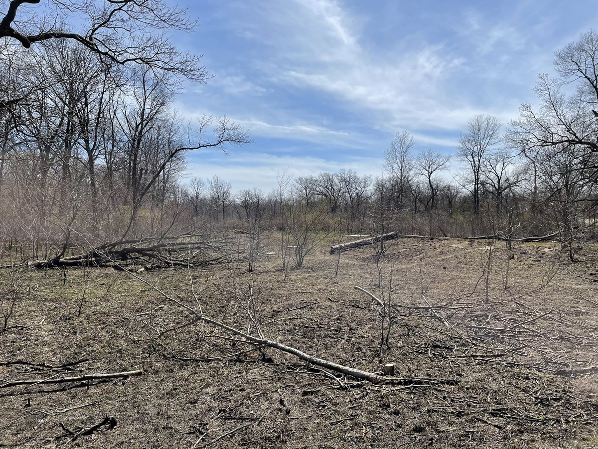 You’ll notice some changes in parts of Rondeau. This spring, prescribed burns were conducted throughout the park. These efforts are necessary to remove dry leaves, suppress invasive species and promote growth of native plants. 🔥 🌱 [Image: Forested area with blackened earth.]