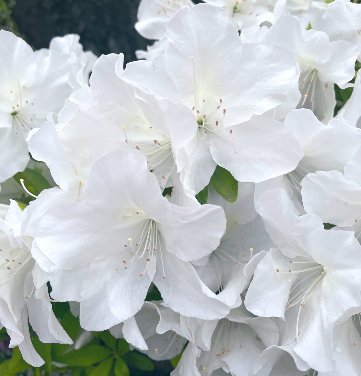 真白なサツキ🤍ですが

今日から5月ですﾈ🍀

真っ白なこの花みたいな

純粋な色を大切に持ち続けられたならば

あなたのように素敵なひとでいられるのでしょうか‥☺️

今月もよろしくお願いします🙏😊