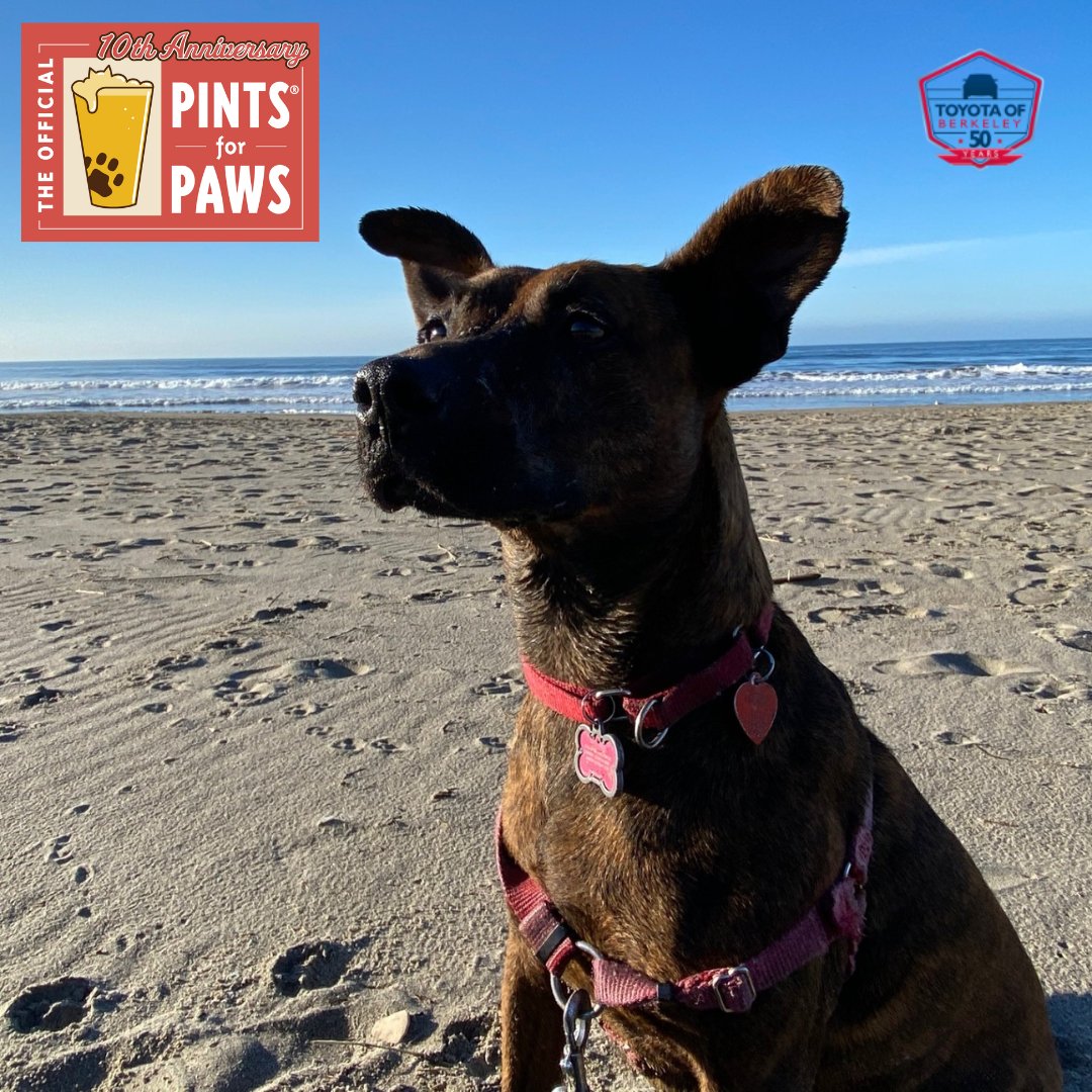 🍻 DRINK BEER & 🐶 SAVE ANIMALS! National #AdoptAShelterPet Day - Berkeley Humane's PINTS for PAWS! Ft. SPARKY, a rescue from Berkeley Humane!

#ToyotaOfBerkeley #BerkeleyCA #BerkeleyHumane #PintsForPaws #AdoptDontShop #Pets #ShelterPets #Adopt #Rescue #RescuePets #SaveAnimals