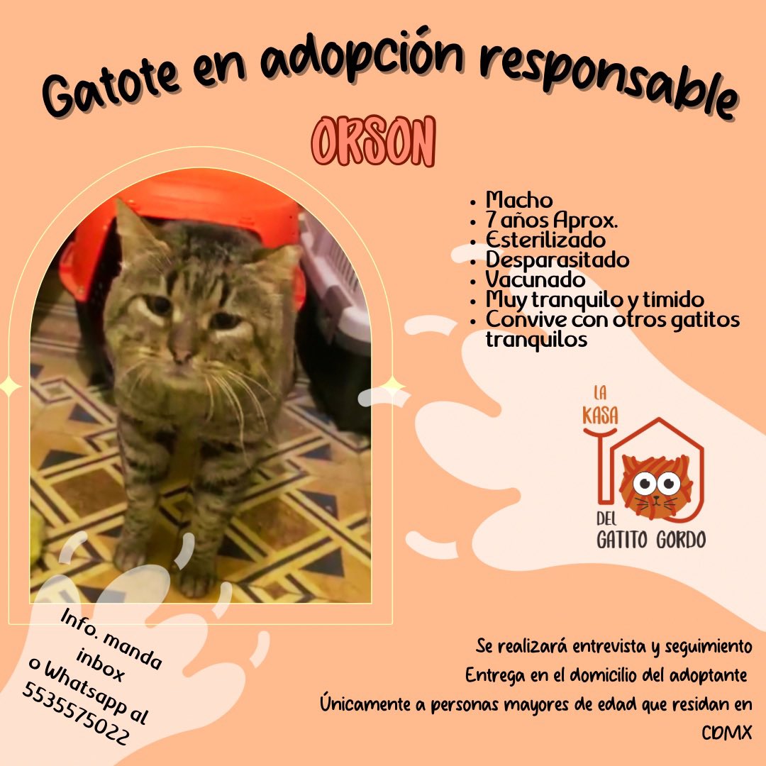 @Tiofelino Tenemos varios y están en adopción 🙀 totalmente gratis.