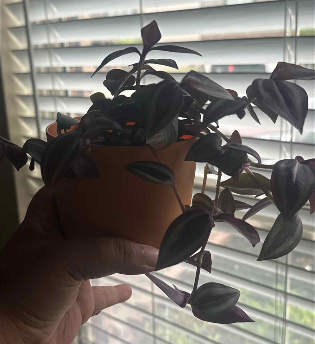 Feb 3 - Today - Tradescantia Zebrina #PlantLife #Plants