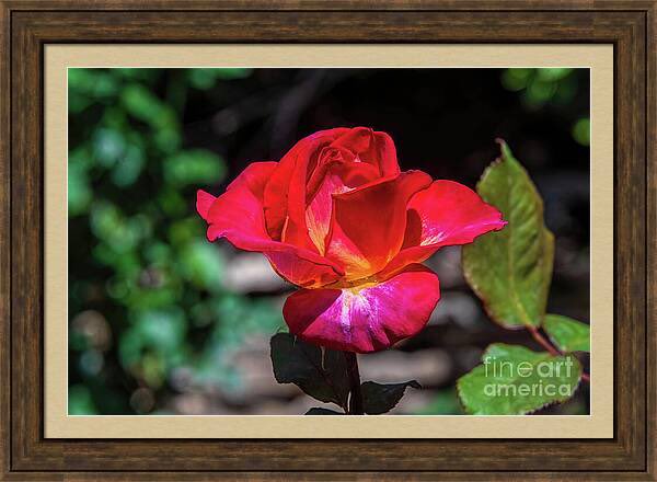 In The Middle - Rose Wet with Dew Framed Print #buyart #peacerose #hybrid #photography #tylertx #travelingtx #therosegarden #dmsfineart #dianamarysharpton #fineartamerica #fineart4sale #walldecor #prints4sale #Apparelwart Artist Deck: dianamary-sharpton.pixels.com/featured/in-th…