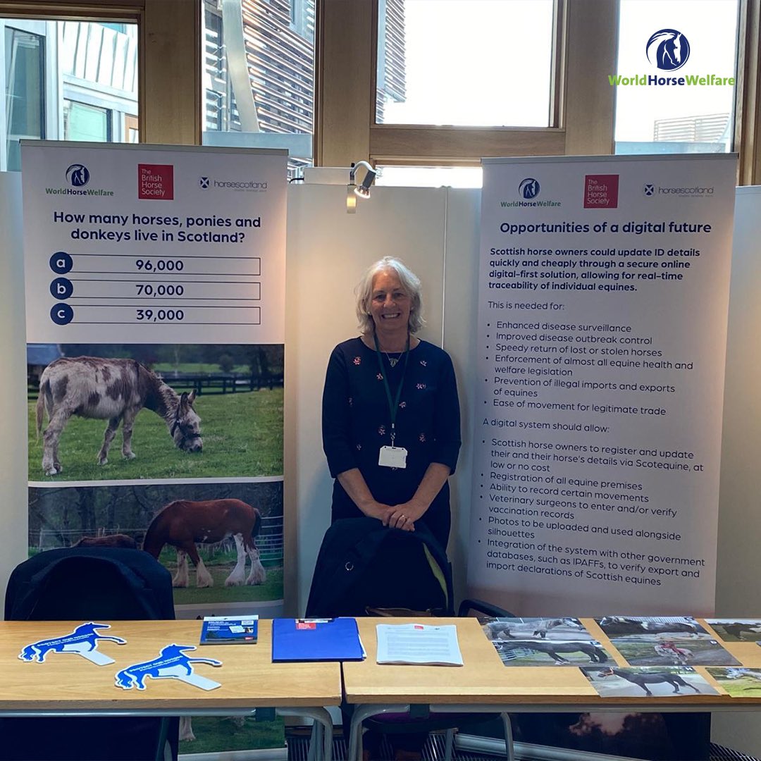 We're at the Scottish Parliament until Thursday, with @BritishHorse and @horsescotland, to talk about the importance of equine identification to the health and welfare of Scottish horses 🐴🛂 #WorldHorseWelfare #EquineIdentification #ScottishParliament