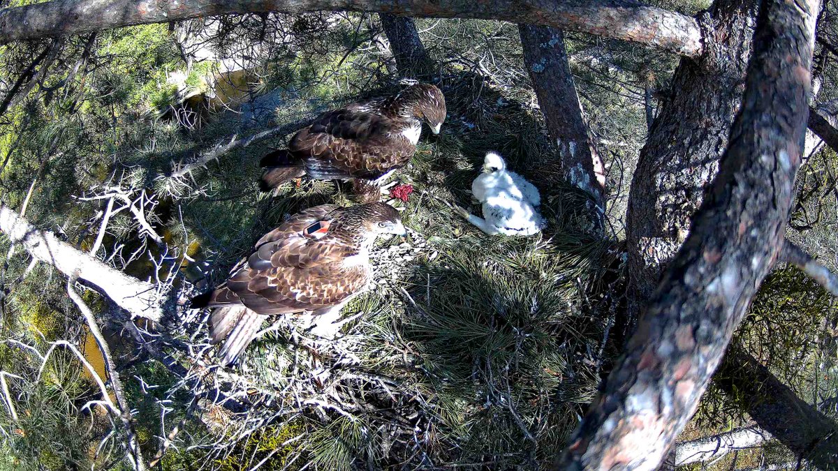 ¡Récord de águilas de Bonelli que están criando en la #ComunidadDeMadrid! 8 parejas cuidan ya de sus pollos nacidos esta primavera. La gran mayoría de estas parejas se formaron gracias a reintroducciones de GREFA a través de proyectos como @AQUILA_aLIFE grefa.org/noticias/94-no…