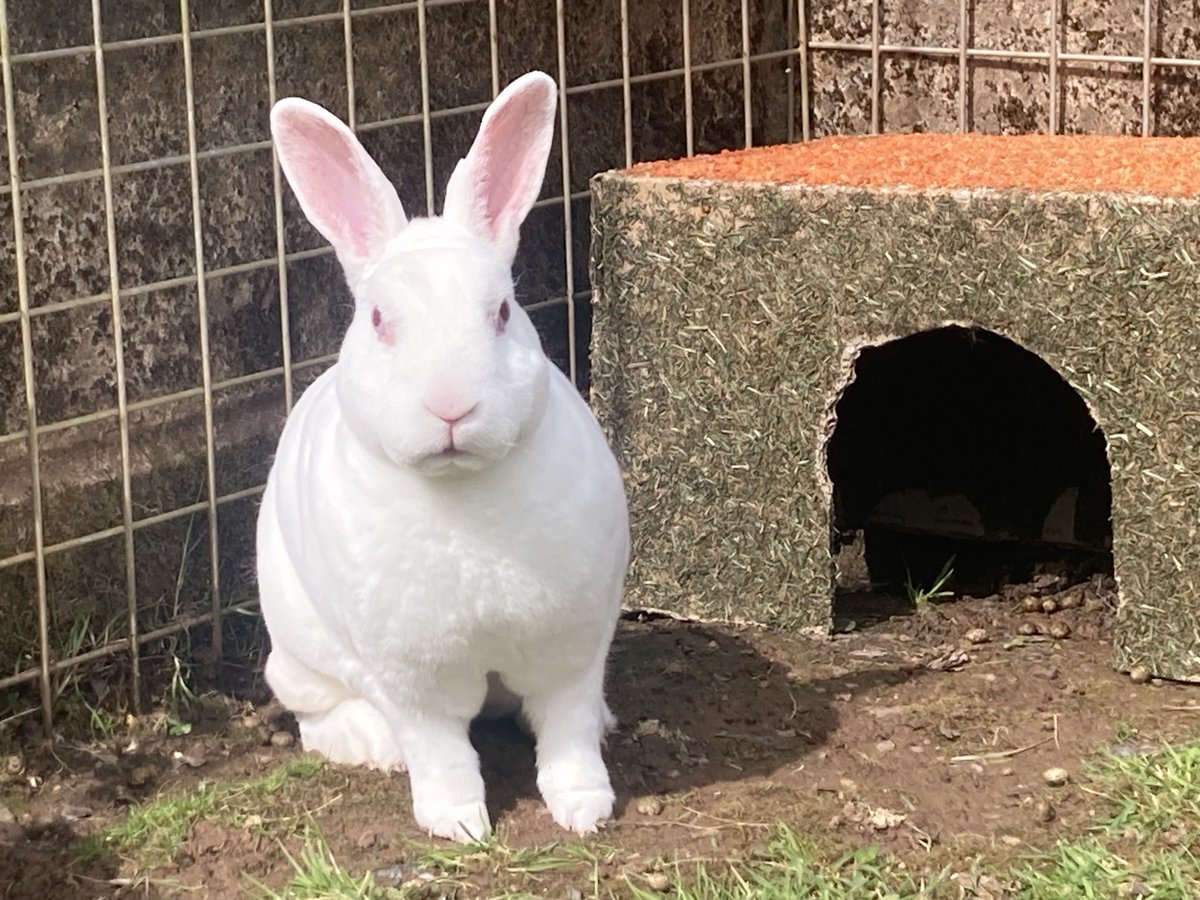 The ⁦@RSPCA_official⁩ rabbit called Casey is still looking for a home after 2 years. 🥲 ⁦@BBCSpotlight⁩ He’s a shy boy… and would love to find a girlfriend 😍