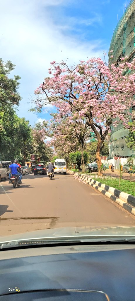 Jacaranda propaganda. So pretty! 😍