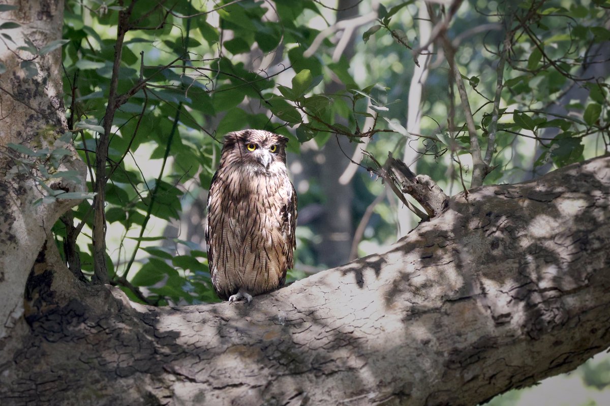 .@IndiAves Brown Fish Owl ……….a venerable old man with a beard !