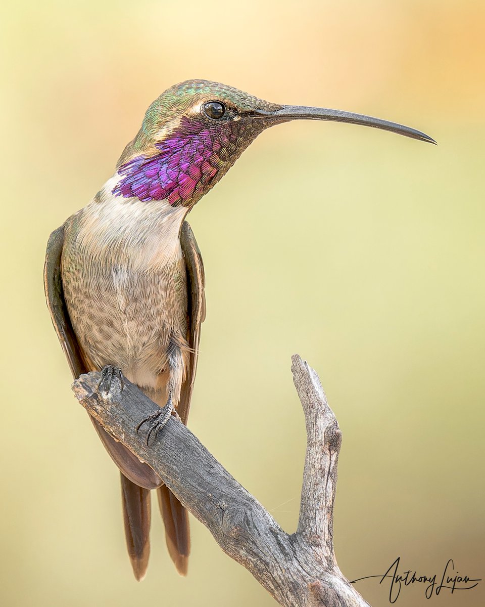 Lucifer Hummingbird
Calothorax lucifer
IUCN status - Least Concern
Sony A1 - Sony 600mm

#LuciferHummingbird #hummingbird #colibrí #beijaflor #Trochilidae #hummingbirds #nuts_about_birds #earthcapture #nature #natgeoyourshot #naturephotography #sonya1 #sony600mm #sony600mmf4 #...