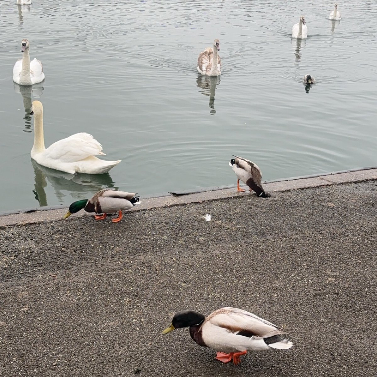 Despite last weeks' gloomy weather Tim and Vicky managed to enjoy a stroll around Yeadon Tarn. Although he felt a bit nervous about the dogs, Tim quickly gained his confidence when he could see they were well behaved. Nice one Tim! 🐶🚶‍♂️🦆 #autism #inclusion #springwalks