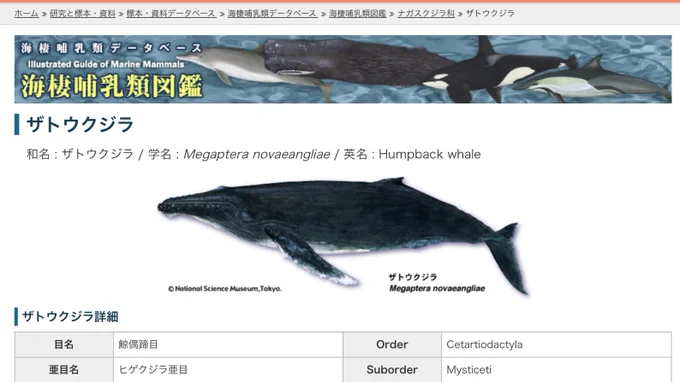 それとこれはめちゃくちゃ個人的な視点から気付いたことなんですが、このスキュラさん呑星に比べて胸鰭がとても長いし横から見たフォルム(特に顎のラインとか)が特徴的なので、もしかしたらザトウクジラがモデルになってるのかなと〜。んで→