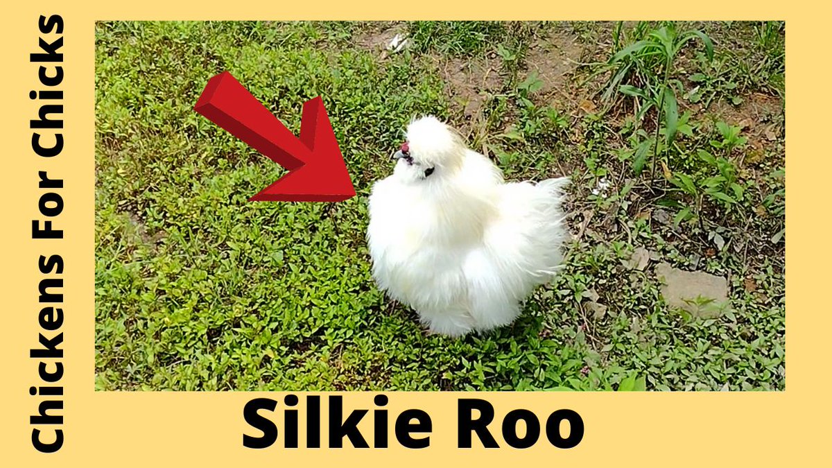White Silkie Chicken
i.mtr.cool/gjwiuzmkbk
#silkiechicken #silkierooster #whitesilkiechicken #ChickensForChicks #ChickendaleAR #Chickendale #CFC