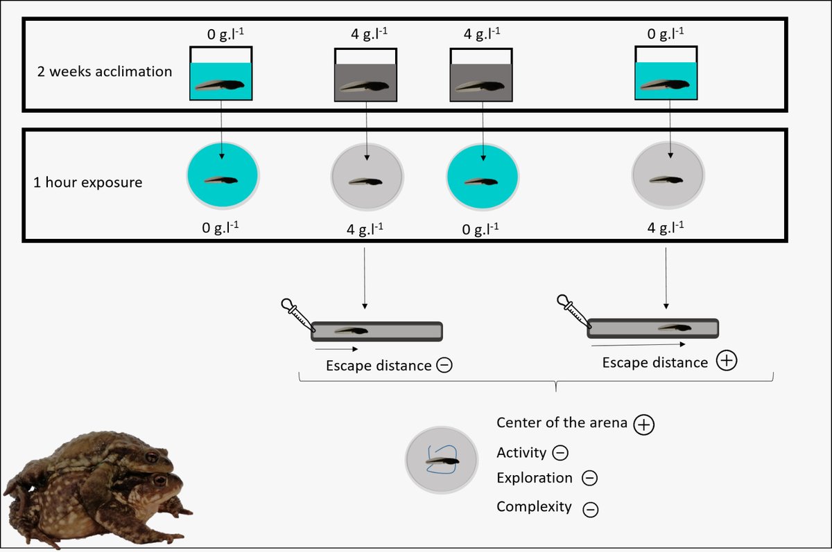 Léa Lorrain-Soligon (@lsoligon) on Twitter photo 🌊 Our new article on the impact of environmental salinity in tadpoles 🐸, is now out in Animal Behaviour! We highlighted short and medium term effects on response to predators, activity, and movements.
authors.elsevier.com/c/1i-34mjM6FeF
<a href="/Ecophy_CEBC/">Ecophy</a> <a href="/CEBC_ChizeLab/">CEBC/ChizéLab</a> <a href="/UnivLaRochelle/">La Rochelle Université</a> 🌊 Our new article on the impact of environmental salinity in tadpoles 🐸, is now out in Animal Behaviour! We highlighted short and medium term effects on response to predators, activity, and movements.
authors.elsevier.com/c/1i-34mjM6FeF
<a href="/Ecophy_CEBC/">Ecophy</a> <a href="/CEBC_ChizeLab/">CEBC/ChizéLab</a> <a href="/UnivLaRochelle/">La Rochelle Université</a>