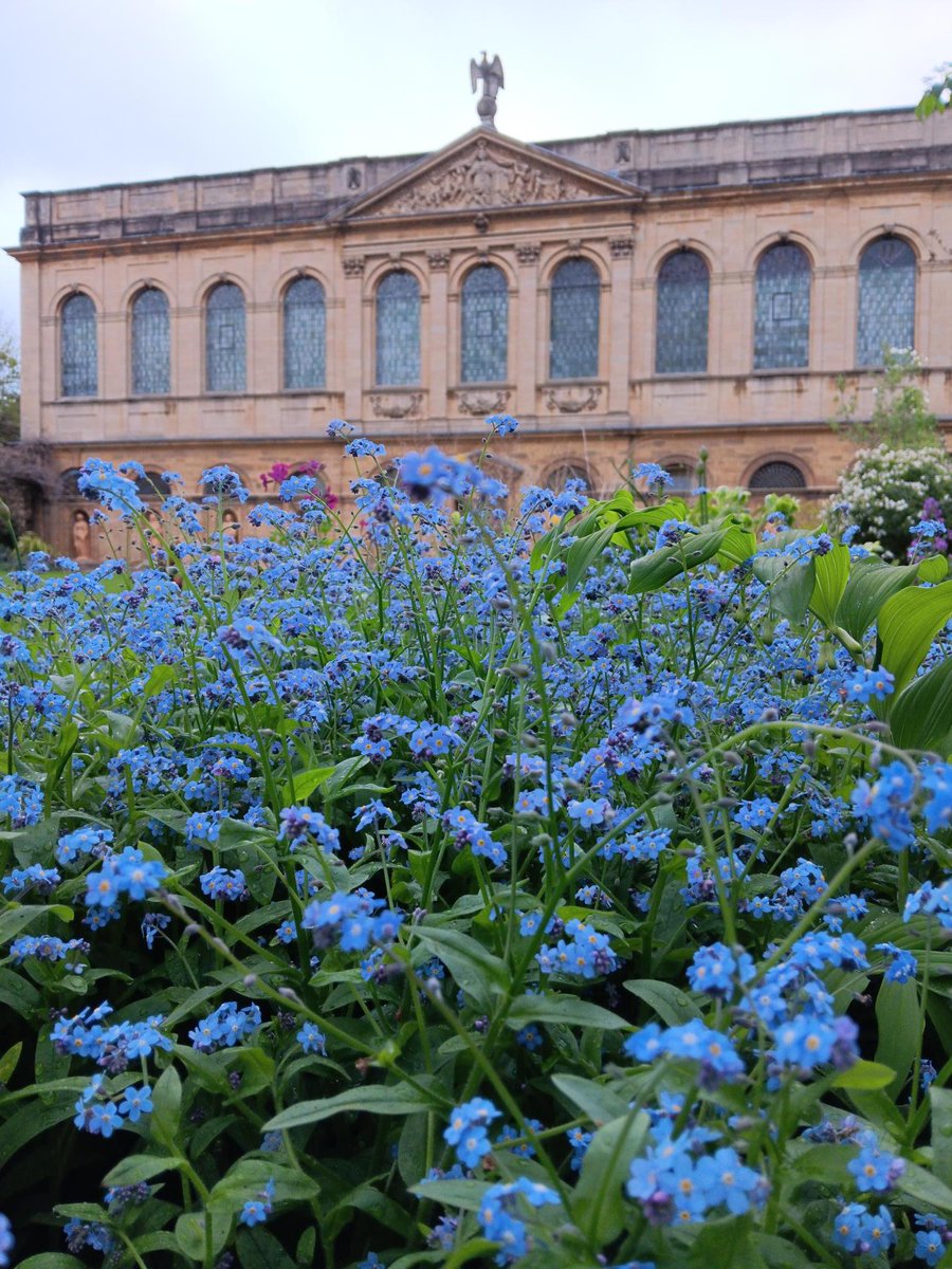Blue Belles: new blogpost from #Gardening with Gwyneth. Find out more about the impact of climate change on the College's garden, different blue flowers, and why we must protect our native bluebells: ow.ly/Ou3K50RsmTg
#bluebells #collegegardens #gardenblog #blueflowers