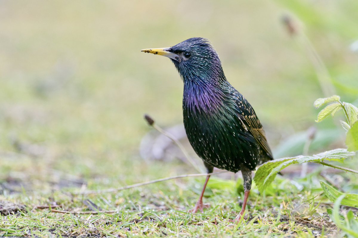 Giles Greenwood (@giles_greenwood) on Twitter photo A beautiful starling showing off its iridescent plumage at @E17Wetlands
@WildLondon <a href="/Team4Nature/">Team4Nature</a> <a href="/NatureUK/">NatureUK</a> <a href="/Natures_Voice/">RSPB</a> <a href="/LeeValleyPark/">Lee Valley Park</a> A beautiful starling showing off its iridescent plumage at @E17Wetlands
@WildLondon <a href="/Team4Nature/">Team4Nature</a> <a href="/NatureUK/">NatureUK</a> <a href="/Natures_Voice/">RSPB</a> <a href="/LeeValleyPark/">Lee Valley Park</a>