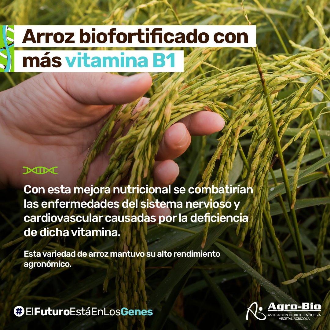 #BioNoticia Científicos lograron arroz biofortificado con más vitamina B1. Un avance clave para Camboya, donde la deficiencia de esta vitamina representa hasta el 45% de las muertes de niños menores de 5 años.

✨¡Biotecnología en pro de la salud pública! bit.ly/4a18MVA