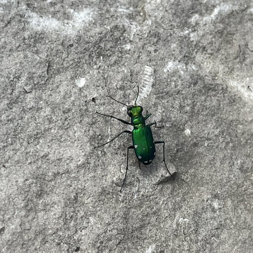 stand back and you'll see a solution to community flooding problems in Brecksville, a basin designed to flow and function as nature intended. come closer and see a simple and beautiful tiger beetle, traversing the riprap in the distance. shift your focus today. happy tuesday.
