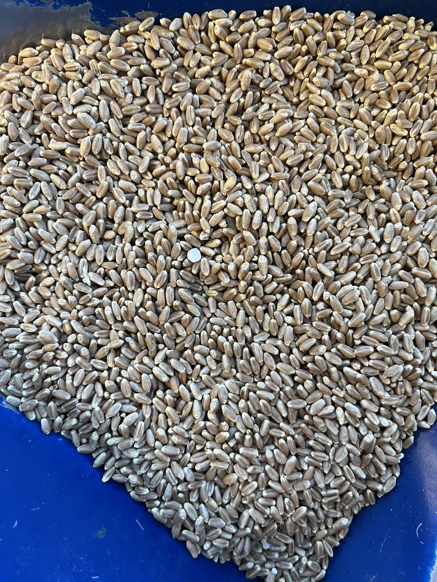 It's that time of year again where we are hustling to get the crops in. PLEASE do not forget to clean out the trailers/augers between hauling grain and fertilizer or treated seed. The pictures below would be rejected due to contamination, one is all it takes.