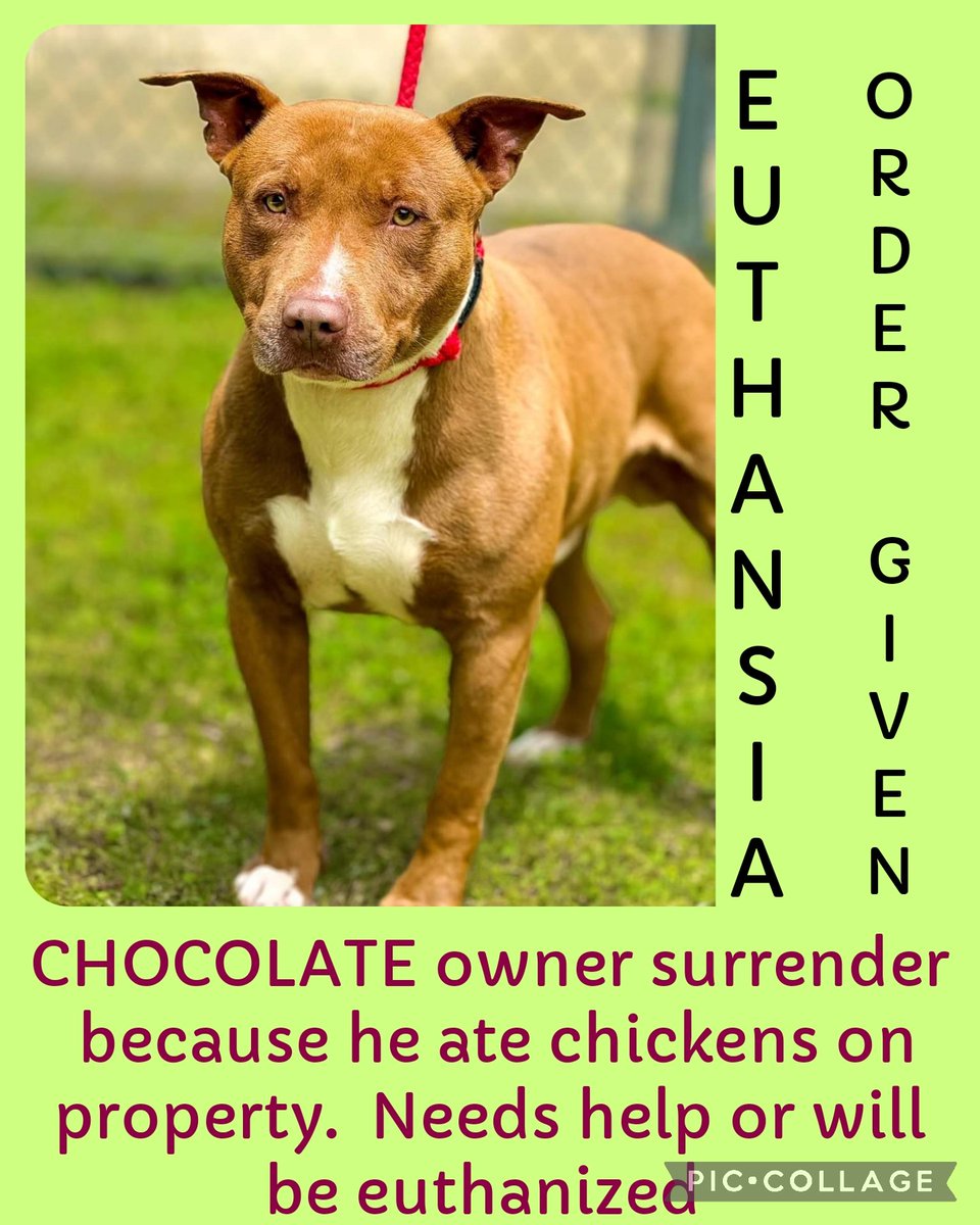 EUTHANSIA ORDER 5/2 CHOCOLATE owner surrender because he ate chickens on property.  Needs help or will be euthanized Mix 3yr 59lb #A55755313 Mt. Pleasant TX #PLEDGE #pups #rescue #adopt #dogs #deathrowdogs #pitbull  #deathrow #codered #rescuemyfavoritebreed  #adoptdontshop