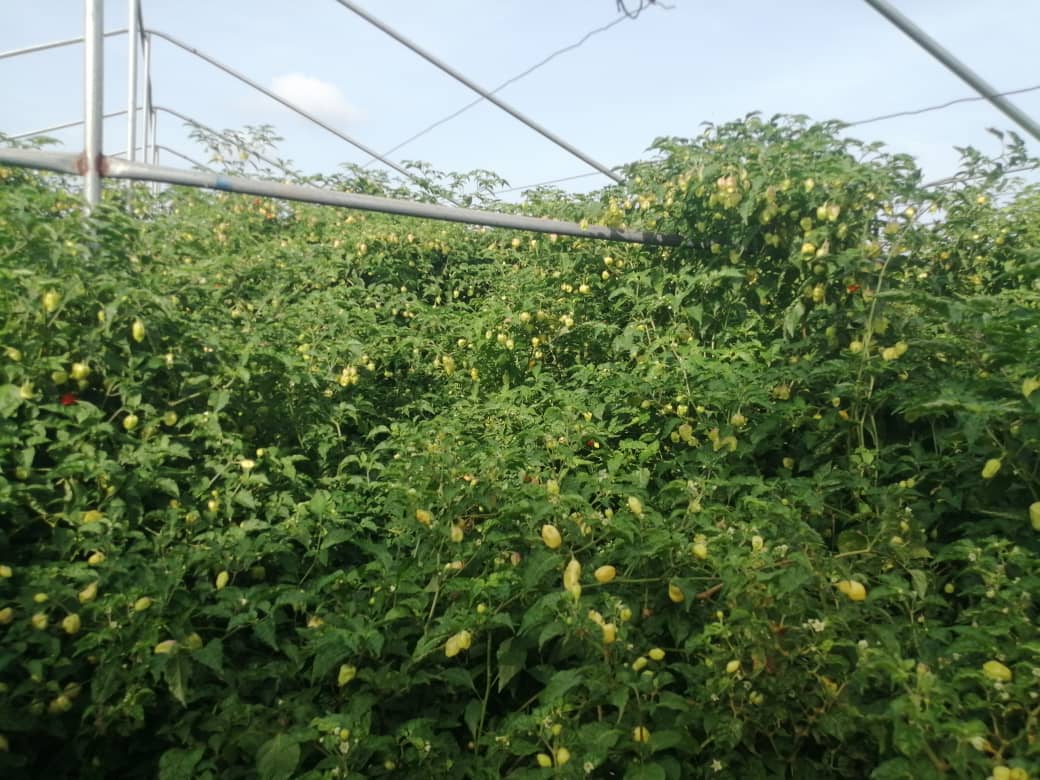 okoreuchenna's tweet photo. Feedback and pictures from different customers in Nigeria.

Benefits of Growing RijkZwaan Bell peppers.
- High yielding  
- Excellent shelf life 
- Excellent disease resistance

#MawenzilliRZF1 #LolezaRZF1 #LengaiRZF1 #AfadjaRZF1 https://t.co/PnU9kJtw0i