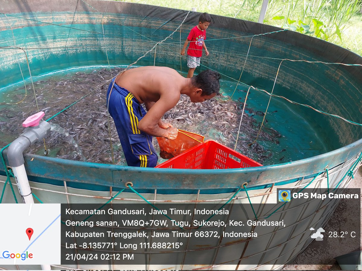 HarfinEko's tweet photo. Minggu (21/04/24), Harfin Eko. Luhkan Kab.Trenggalek,
Panen dan Pendataan Produksi Ikan Lele di Tempat Bpk Samsul Pokdakan Tirto Mulyo Ds.Sukorejo Kec.Gandusari sebanyak 170kg dg harga 19rb/kg
#GiatLuhkanSatminkalBwi #luhlapor #produksi
@bppsdm_kp
@puslatluhkp
@bppsdm_bp3bwi https://t.co/mEbEbh9yi5