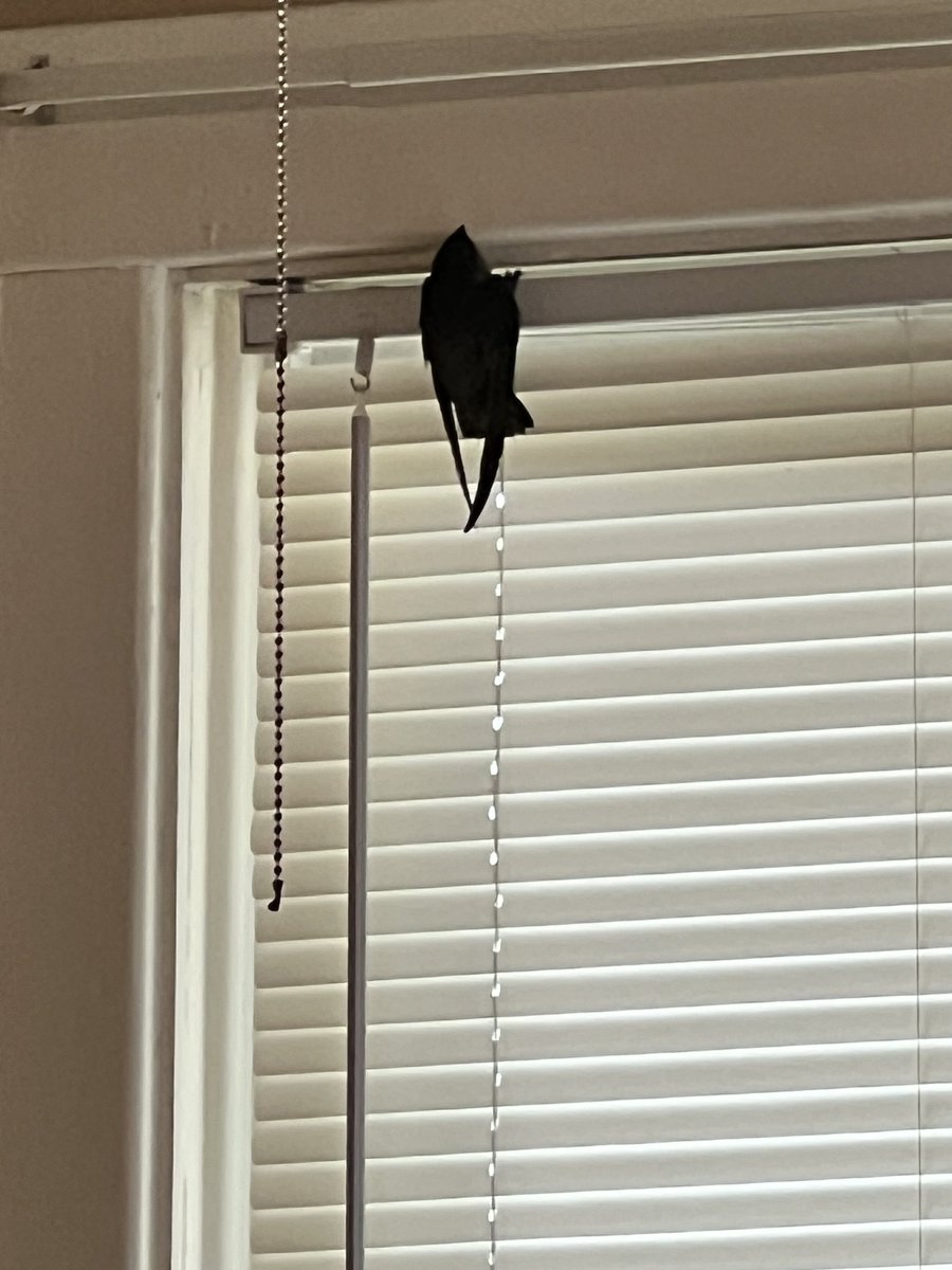 I left my door open while taking the trash out. Came back in and went to my office. Came back to the kitchen to open the blinds and looked up…and almost dropped my coffee….a GD crow in the house…😂 I can confirm that a crow will leave after you throw four mini-cones at it.