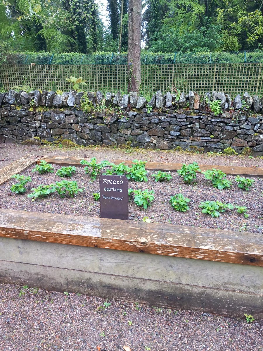 The spuds are coming along lovely! All grown peat free.
Home Guard is a good all round potato popular in the 1940s. We look forward to using these in the Kingfisher Kitchen!
#PeatFree #Conservation #PeatFreeGardening #PeatFreePeople