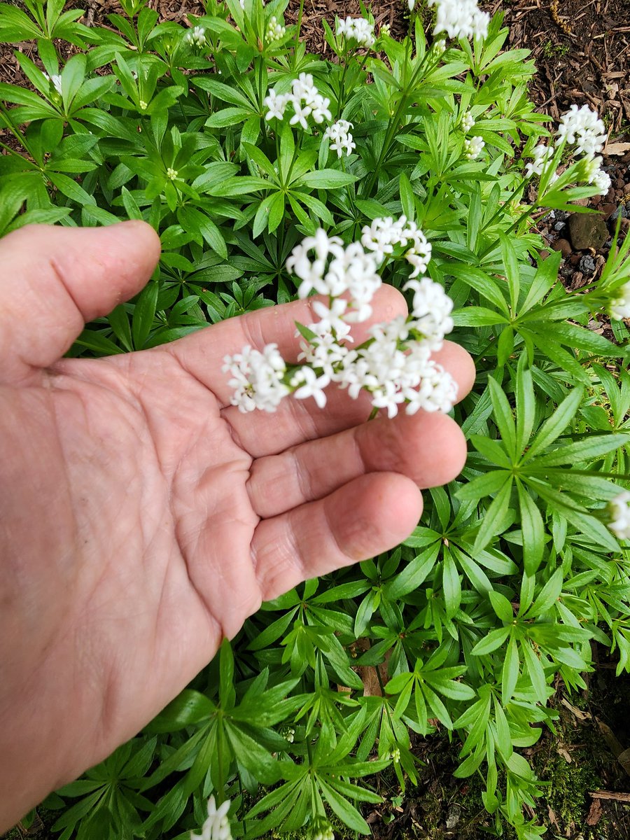 Hmm. Will I have enough sweet woodruff this year to make maiwein? Sylvaner is at the ready. #wine #maywine #homegardener