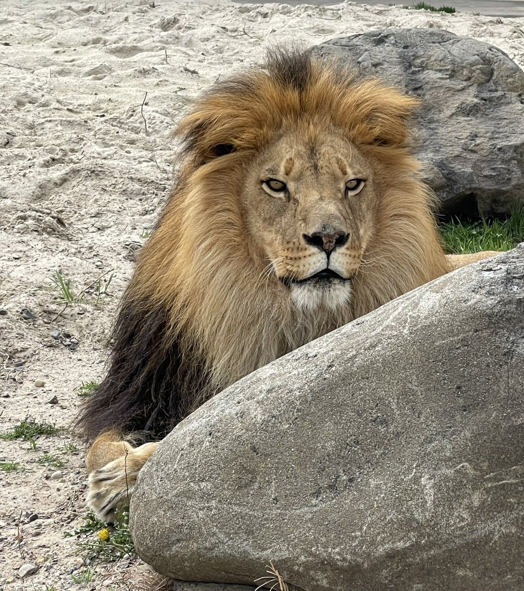 The king will see you now. Bruce holds court behind his rock. It’s going to be a beautiful day. Park is open for you 9am-5pm. Unleash the adventure! #unleashtheadventureattimbavati #wisconsindellspride #lovethedells #lion #hailtotheking #love #zoo #fyp #cats #wisconsindells