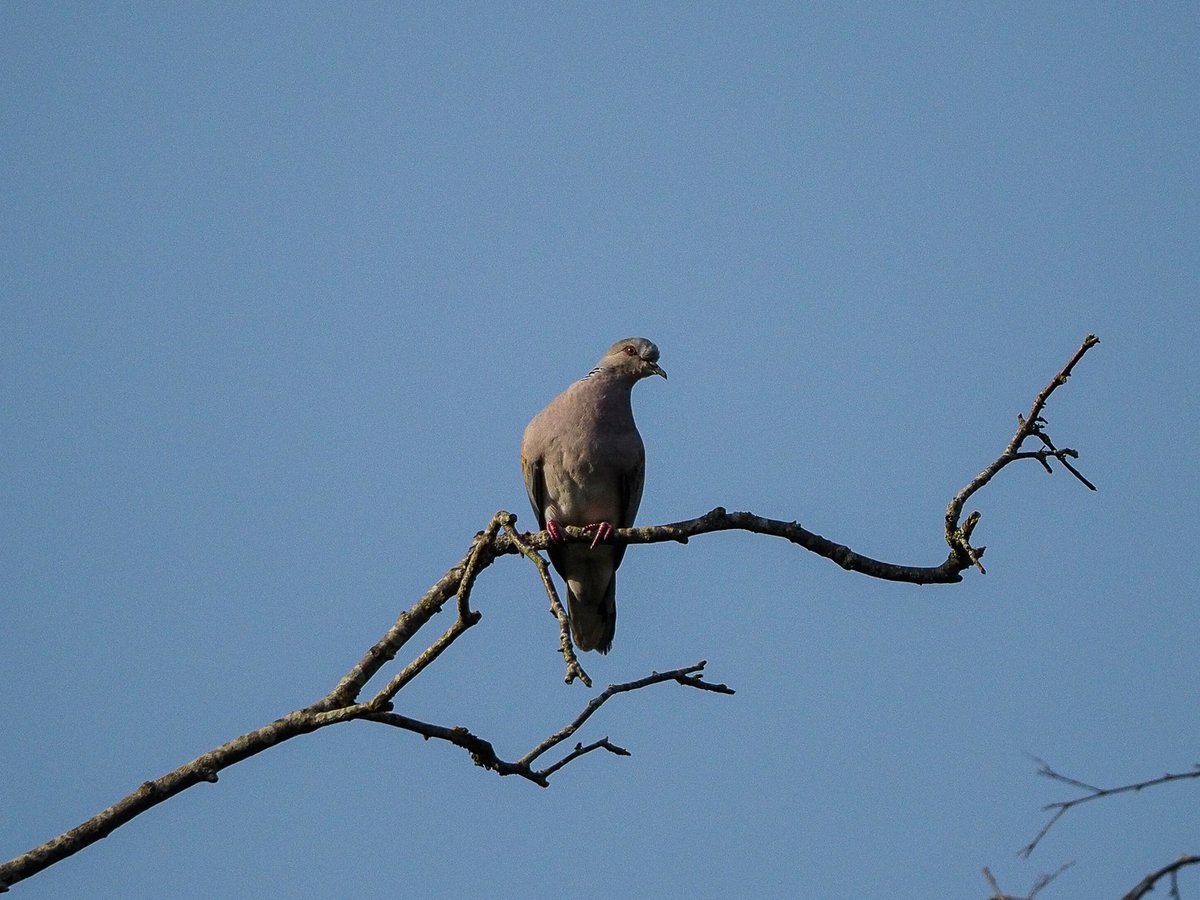 TheIneptBirder tweet picture