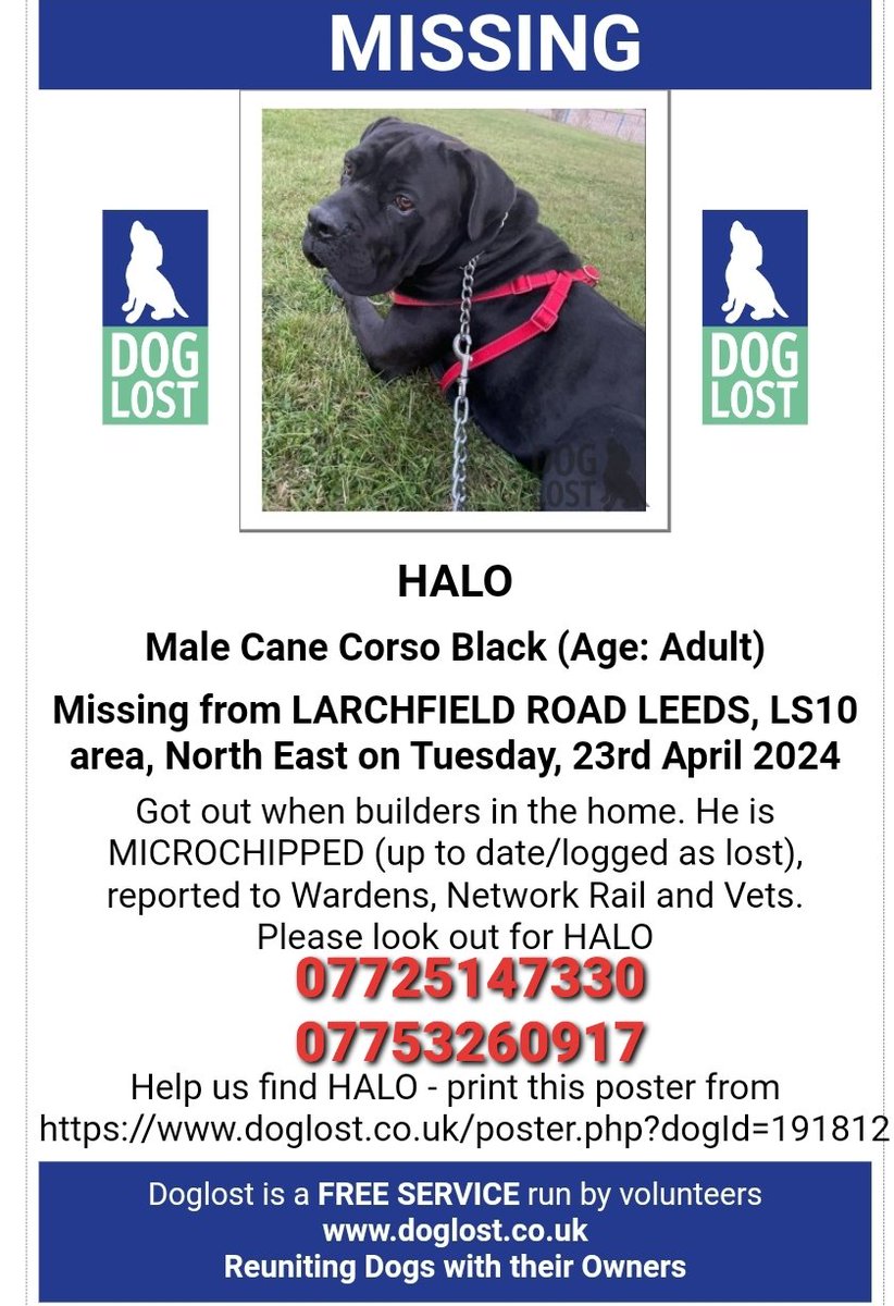 🐕 HALO #canecorso #missing from #LS10 Larchfield Road Industrial Estate #Leeds Tuesday 23 April approx 9.30/10am when builders left a door open. He was with another dog who returned but Halo didn’t. He is chipped & neutered & wearing a red collar. doglost.co.uk/dog-blog.php?d…